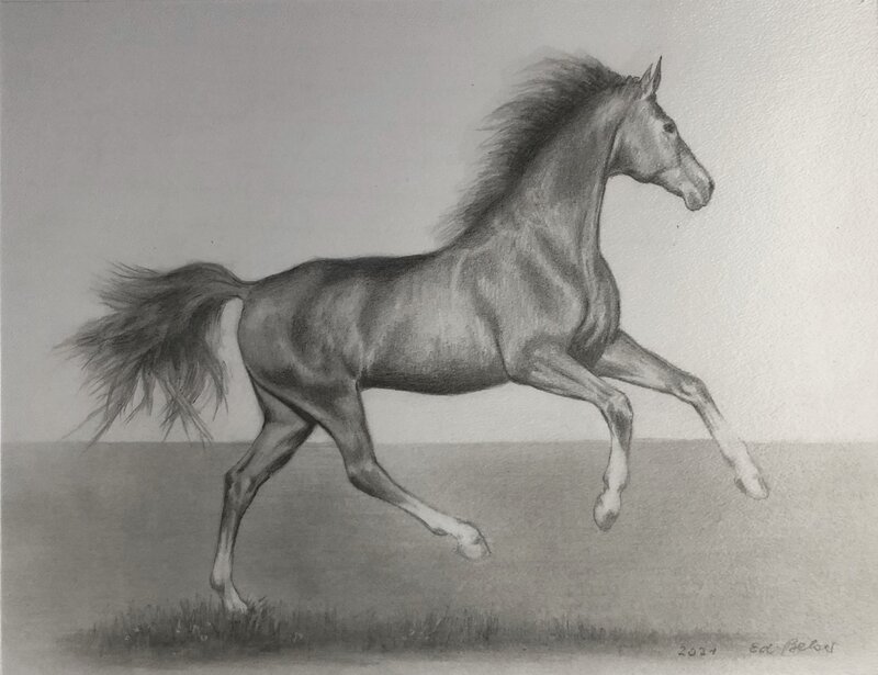 Zeichnung Pferd